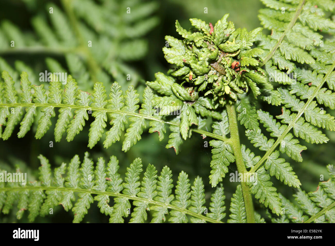 Gall di annodatura sul maschio-fern Dryopteris filix-mas fronde causato dalla Dipteron Gall Fly Chirosia betuleti Foto Stock