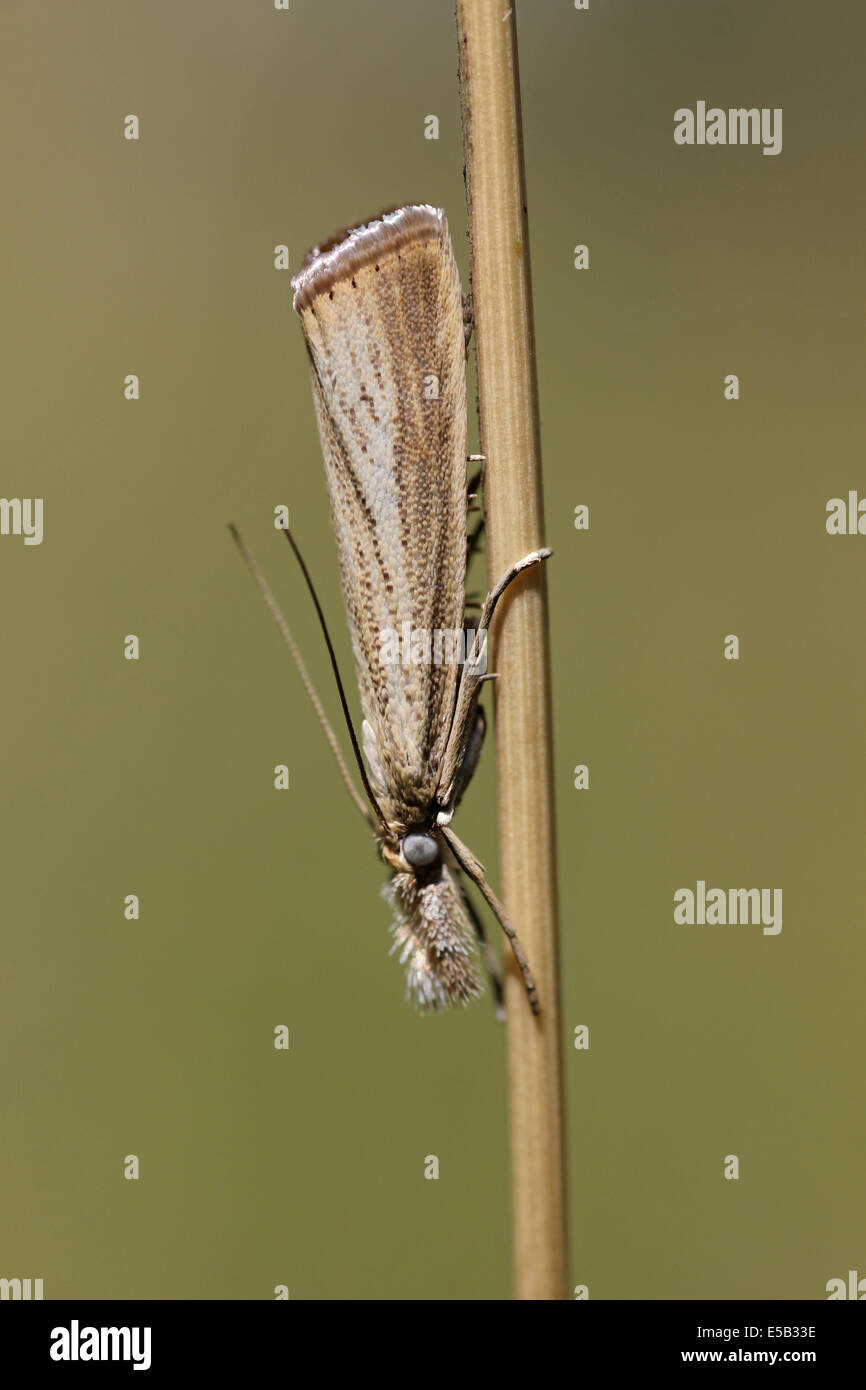 Perla di impiallacciatura di Erba Agriphila straminella, un micro-tarma della famiglia Crambidae Foto Stock