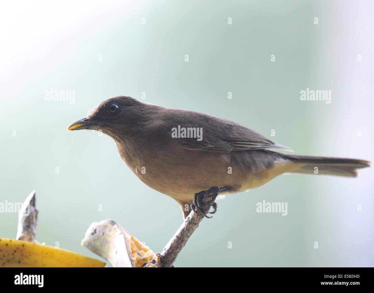 Un marrone tanager ) mangia la banana in corrispondenza di una stazione di alimentazione. Casona Rio Fortuna, La Fortuna de San Carlos, al Parco Nazionale del Vulcano Arenal , Costa Rica. Foto Stock