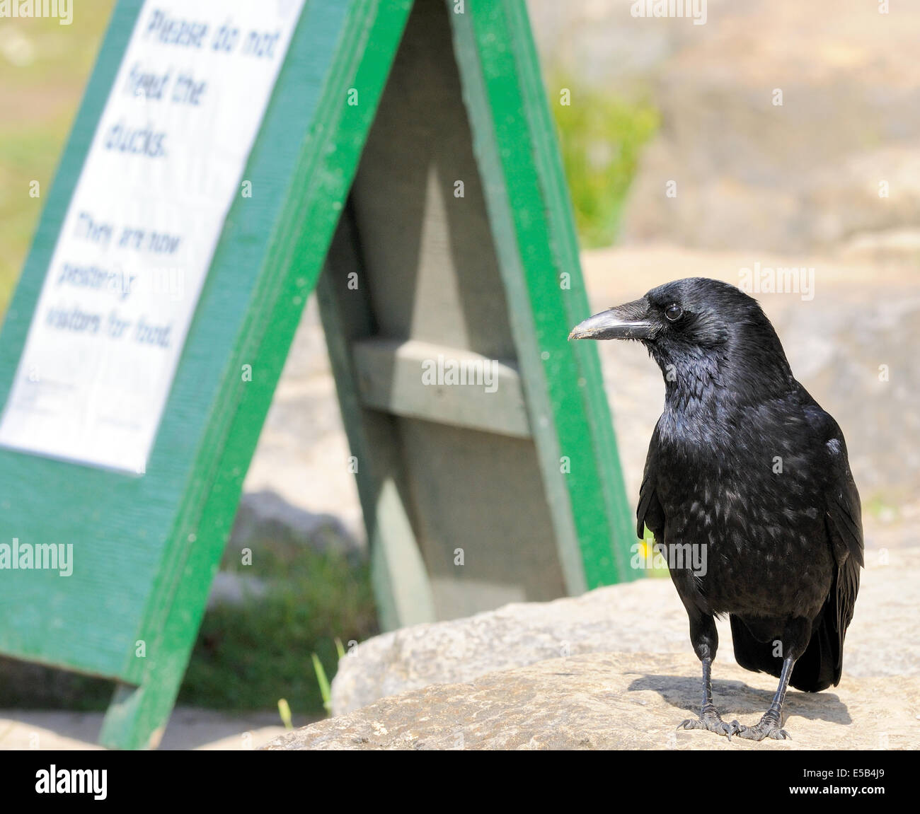 Un Carrion Crow (Corvus corone corone) sorge da un cartello che diceva "Si prega di non alimentare le anatre. Bedgebury Forest, Kent Foto Stock