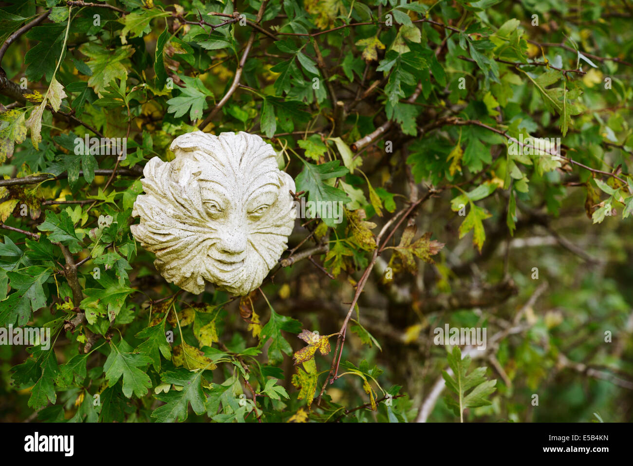 Faccia stampata in gesso con foglie di Hawthorn ambientato in un cespuglio di Hawthorn presso il giardino di scultura di Sculpture Heaven, Rhydlewis, Llandysul, Galles, Regno Unito. Foto Stock