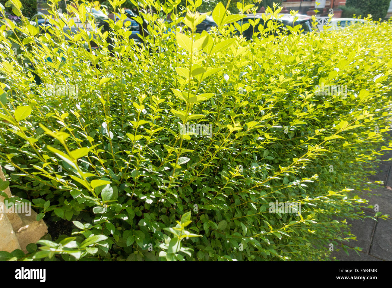 Uncut privet hedge in ambiente urbano giardino anteriore pronto per la rifinitura Foto Stock