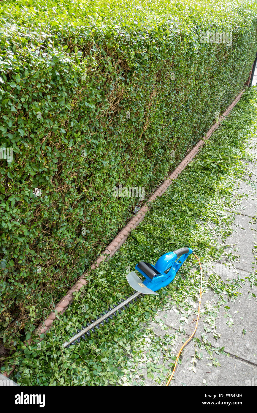 Hedge rifili al di sotto di una nuova rifilati privet hedge in un urbano giardino anteriore elettrica con tagliasiepi Foto Stock