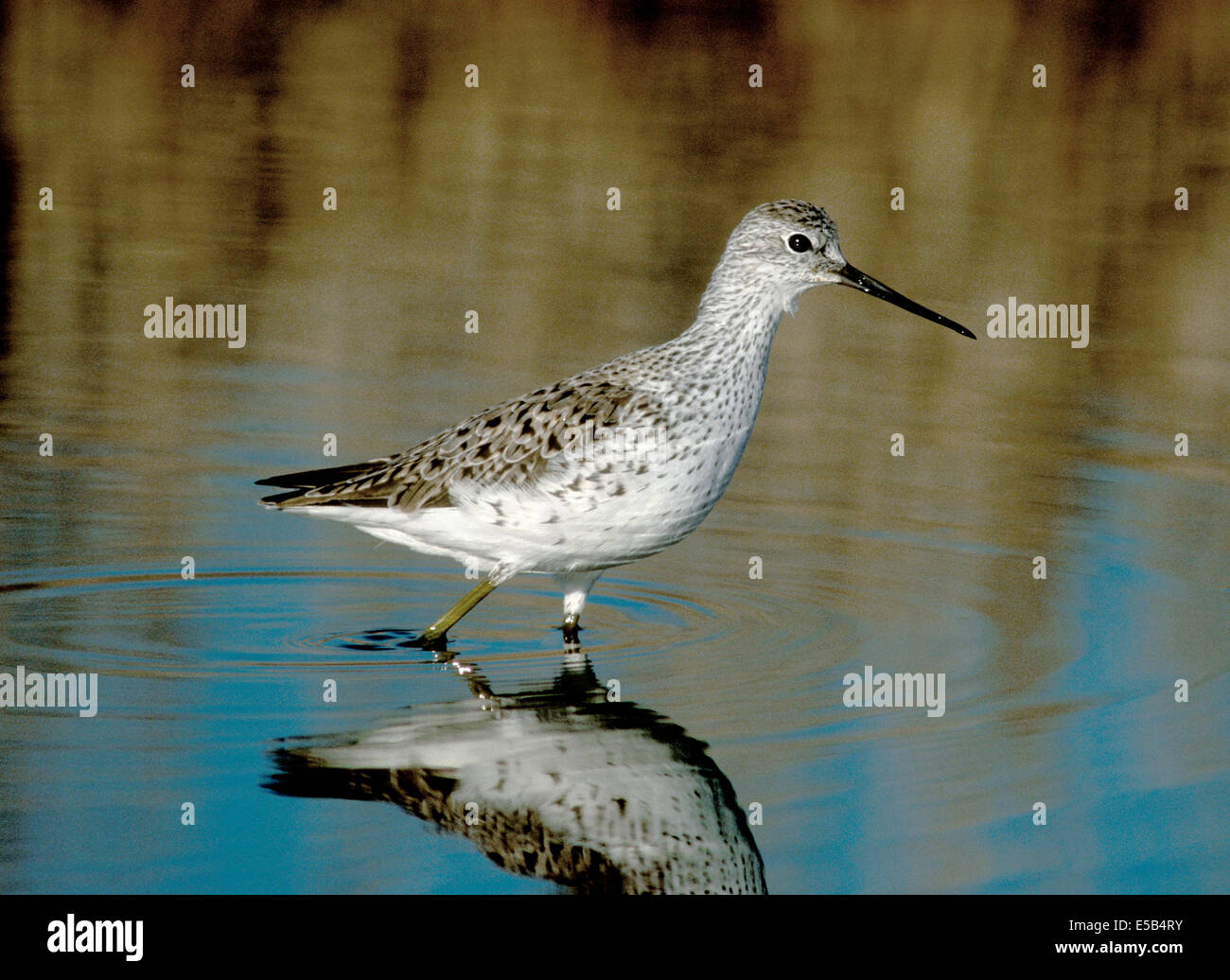 Marsh Sandpiper Tringa stagnatilis Foto Stock