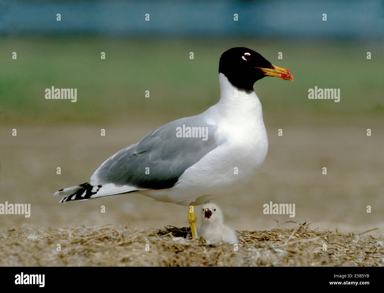 Pallas il gabbiano - Ichthyaetus ichthyaetus sul nido con pulcino Foto Stock