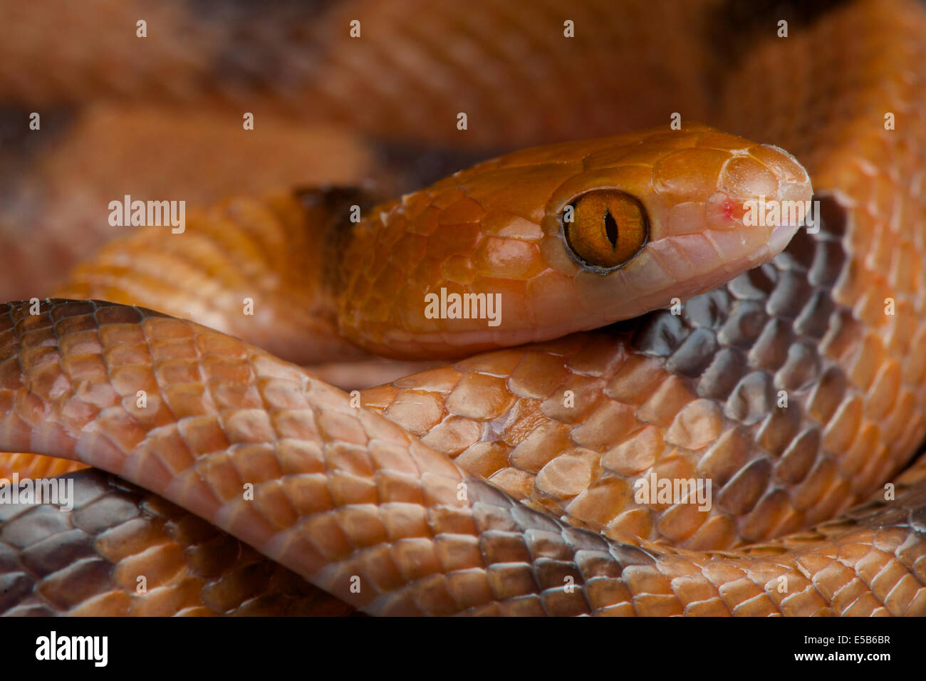 Cat eyed snake / Telescopus semiannulatus Foto Stock