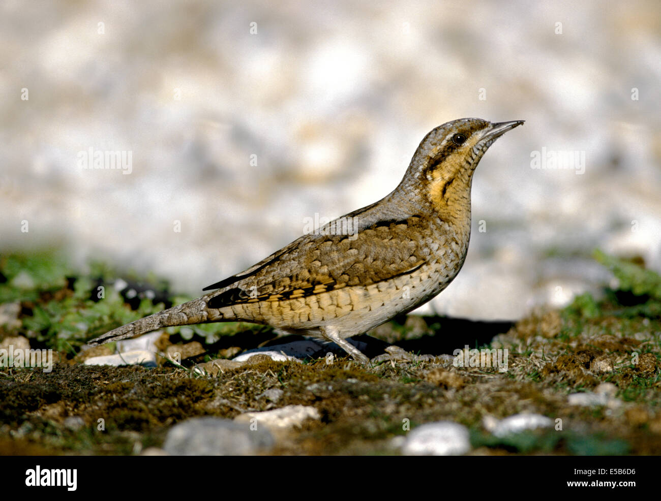 Il spasmodico Jynx torquilla Foto Stock