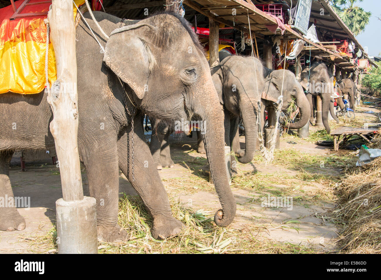 Alimentazione dei giovani elefanti in una stalla all'aperto, Ayuthaya, Thailandia Foto Stock