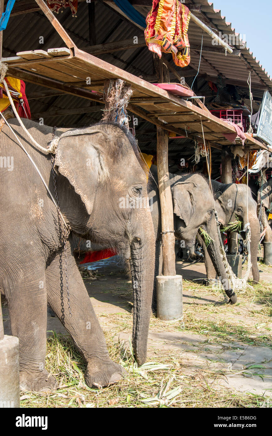 Alimentazione dei giovani elefanti in una stalla all'aperto, Ayuthaya, Thailandia Foto Stock