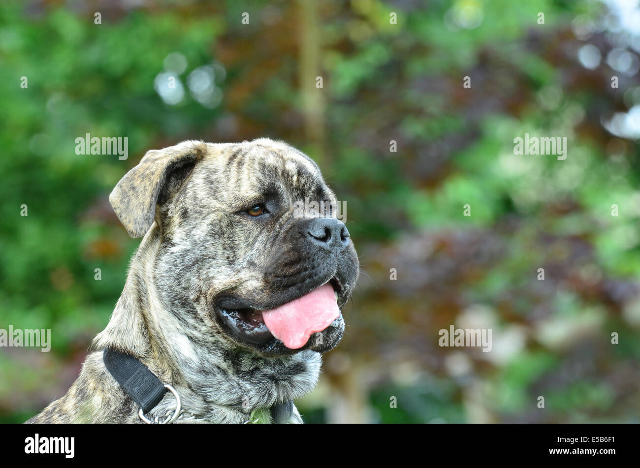 Brindle bullmastiff colorati alert con la lingua fuori Foto Stock