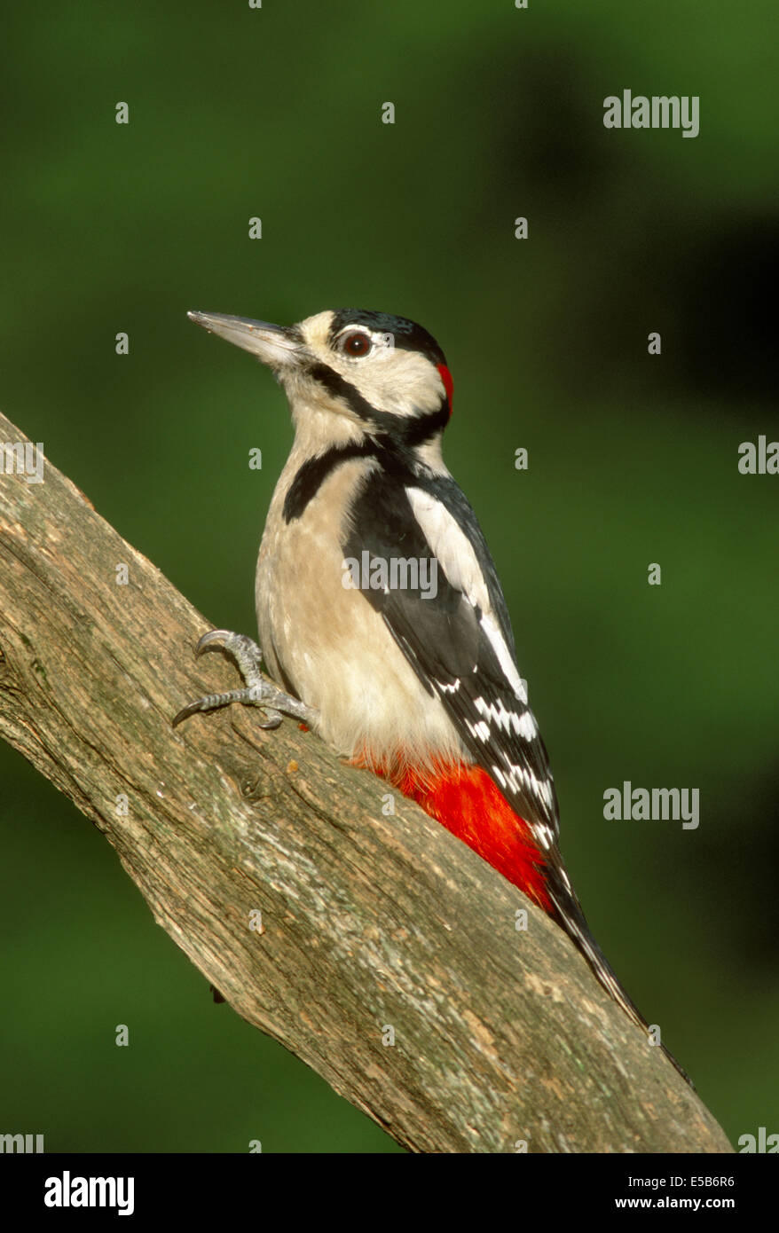 Picchio rosso maggiore Dendrocopus major Foto Stock