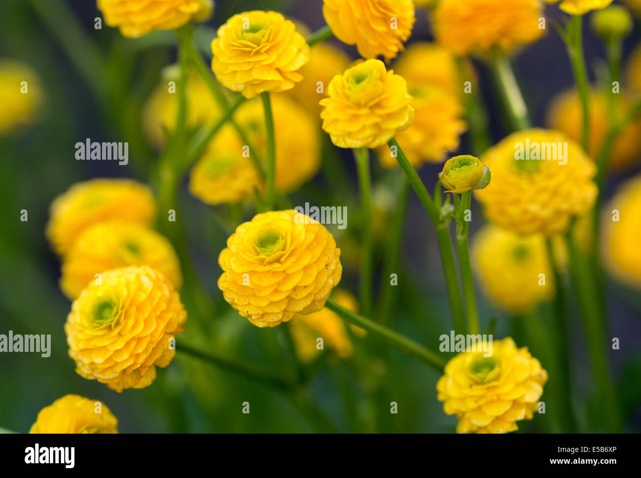 Vista ravvicinata del giallo dei fiori di Ranunculus acris "flore pleno" in giardino. Foto Stock