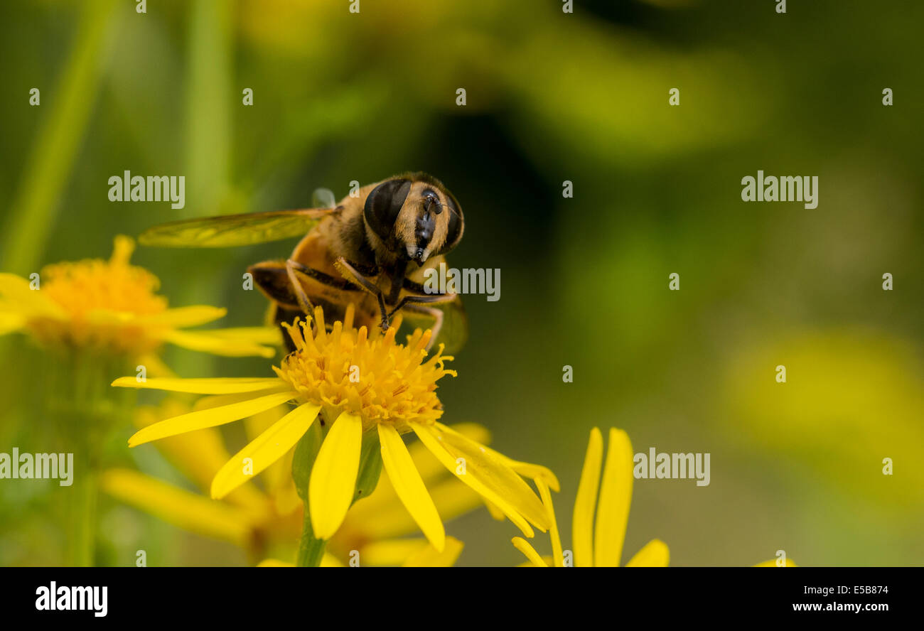 Fiore giallo con bee insetto in cerca di miele Foto Stock
