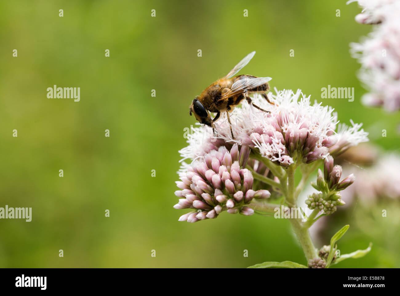 Rosa selvaggio fiore con insetto ape in cerca di miele Foto Stock