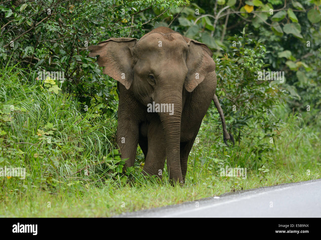 Bellissima femmina Elefante asiatico (Elephas maximus) a Khao-Yai parco nazionale,Thailandia Foto Stock