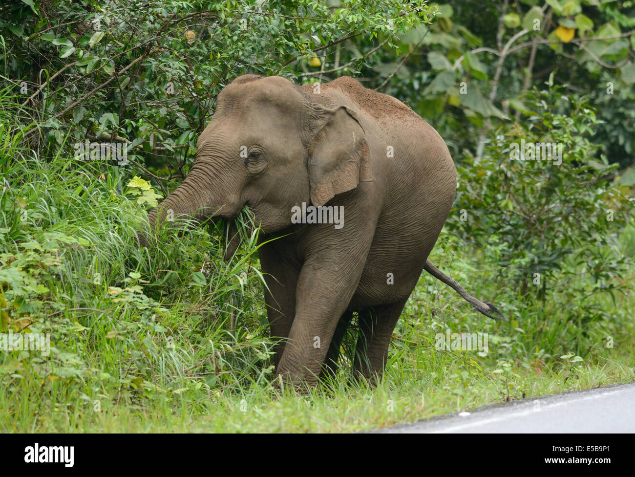 Bellissima femmina Elefante asiatico (Elephas maximus) a Khao-Yai parco nazionale,Thailandia Foto Stock