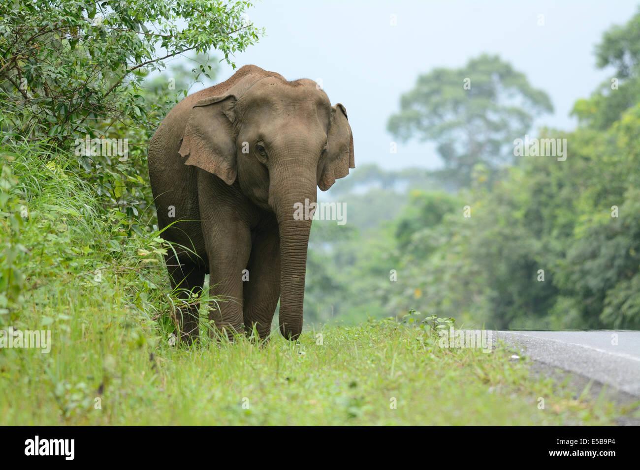 Bellissima femmina Elefante asiatico (Elephas maximus) a Khao-Yai parco nazionale,Thailandia Foto Stock