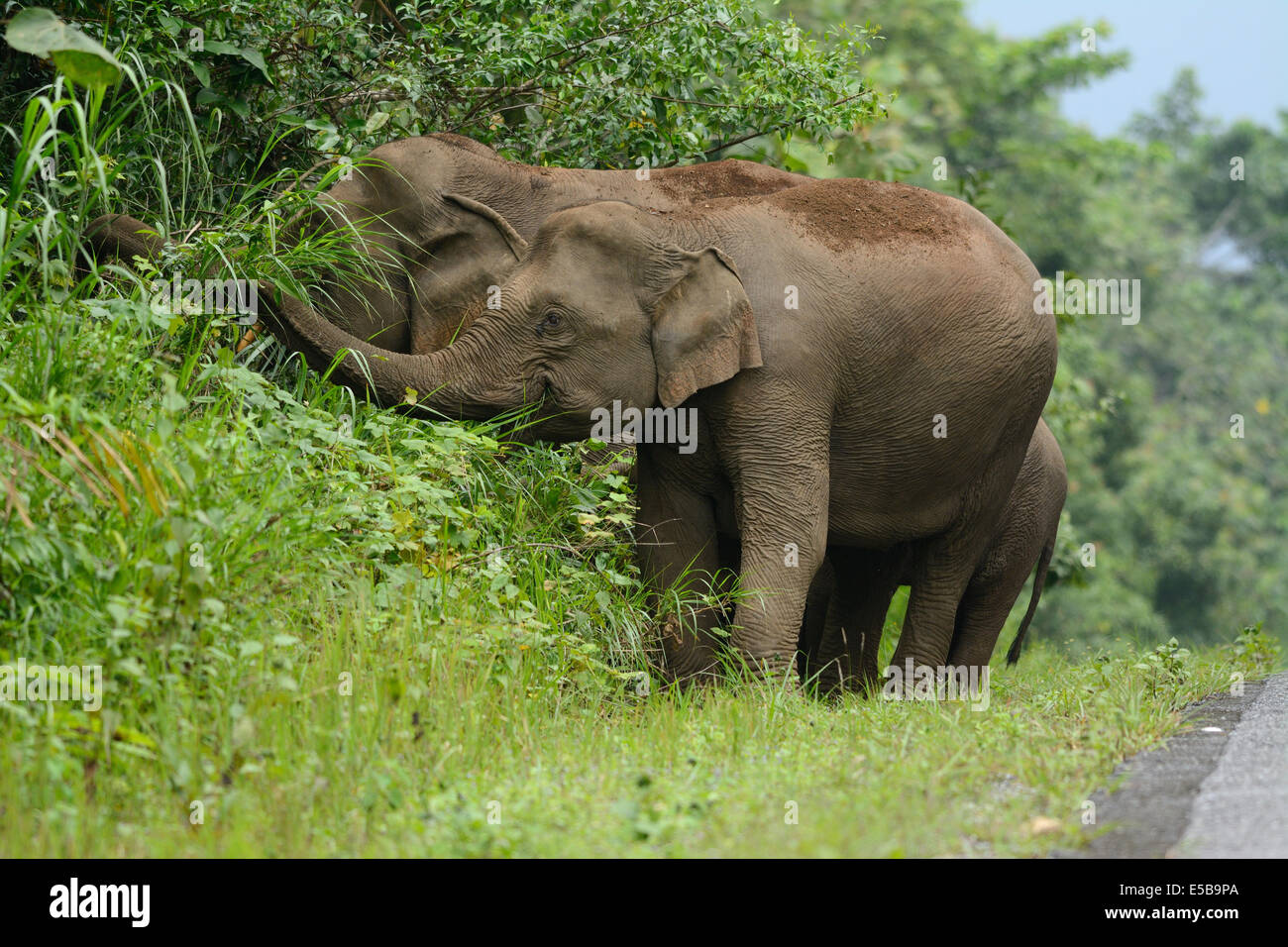 Bella famiglia di elefante asiatico (Elephas maximus) a Khao-Yai parco nazionale,Thailandia Foto Stock