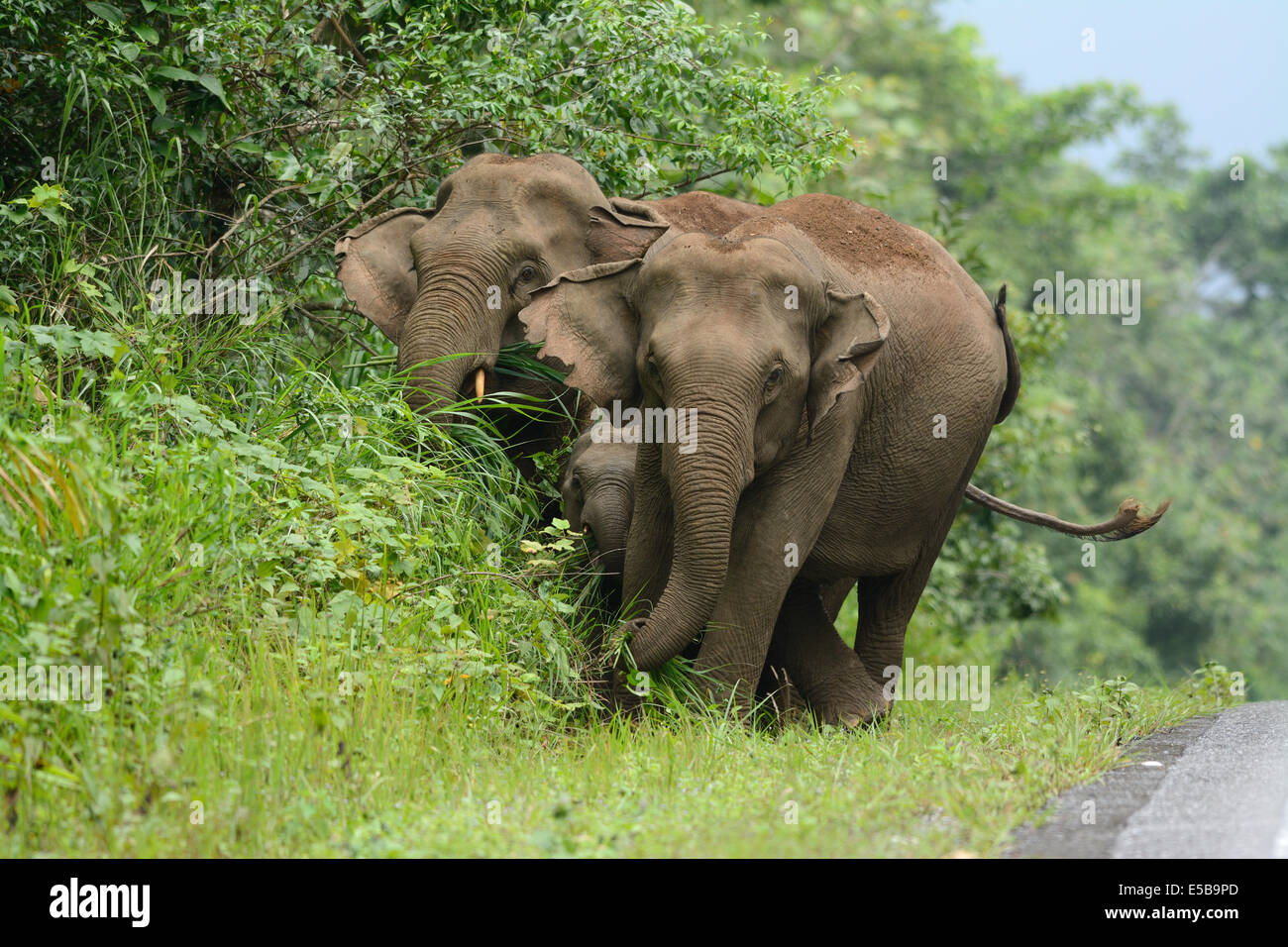 Bella famiglia di elefante asiatico (Elephas maximus) a Khao-Yai parco nazionale,Thailandia Foto Stock