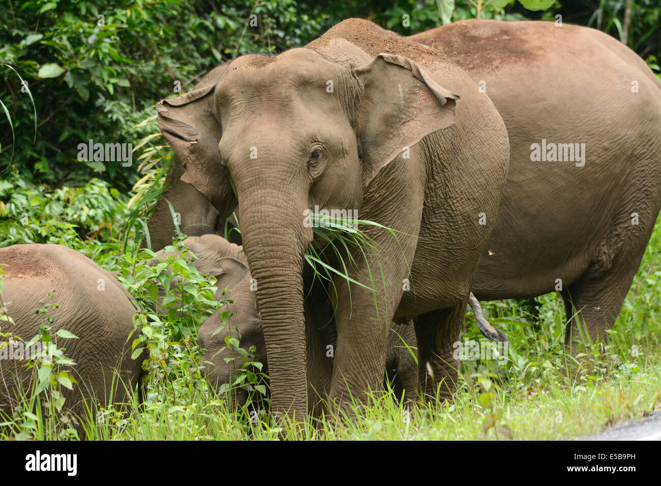 Bella famiglia di elefante asiatico (Elephas maximus) a Khao-Yai parco nazionale,Thailandia Foto Stock