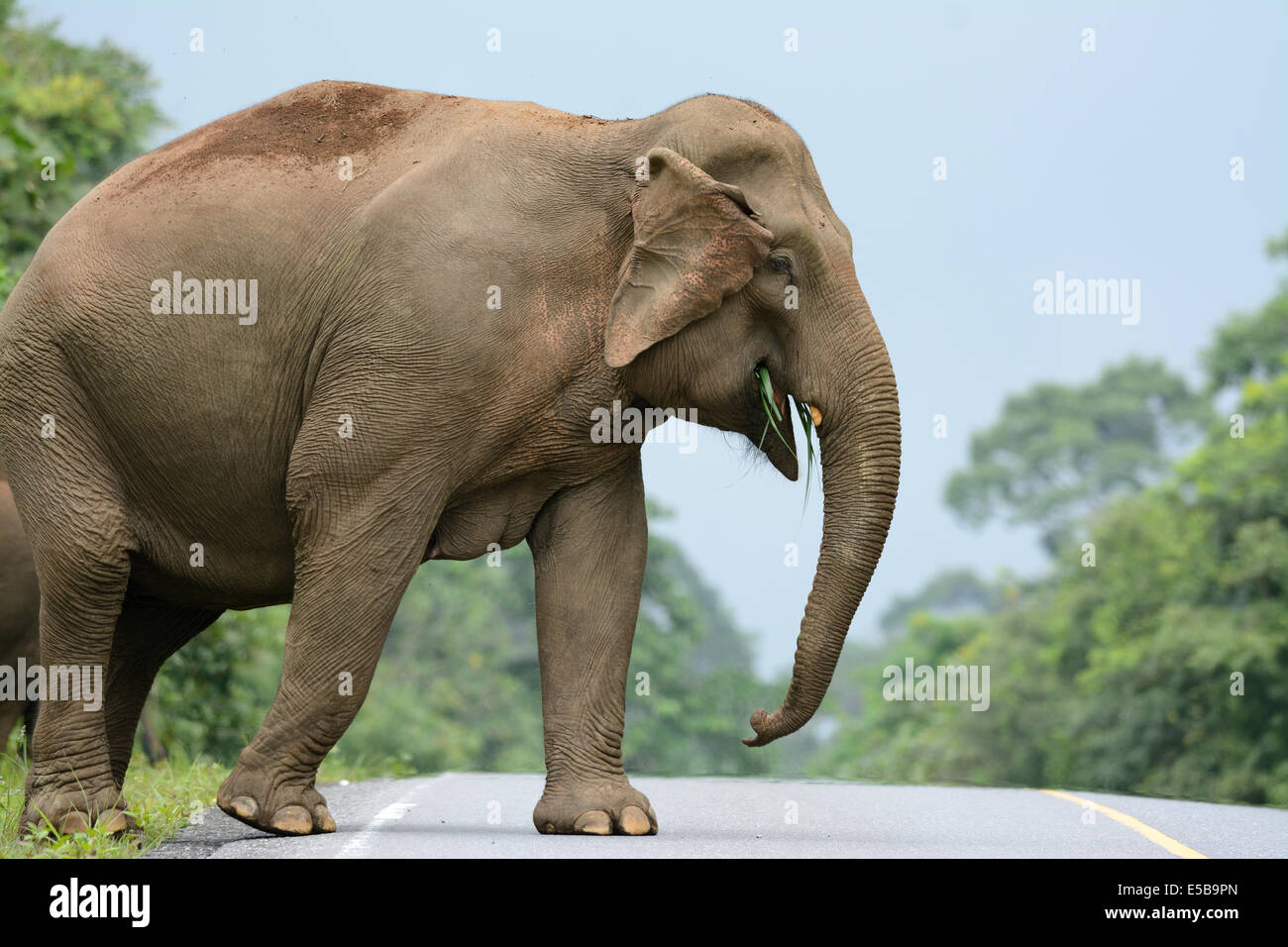 Bellissima femmina Elefante asiatico (Elephas maximus) a Khao-Yai parco nazionale,Thailandia Foto Stock