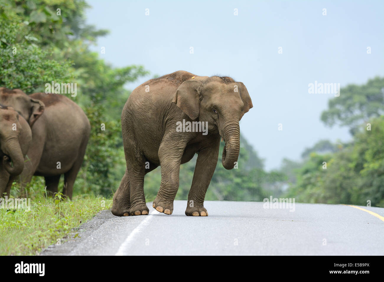 Bella famiglia di elefante asiatico (Elephas maximus) a Khao-Yai parco nazionale,Thailandia Foto Stock
