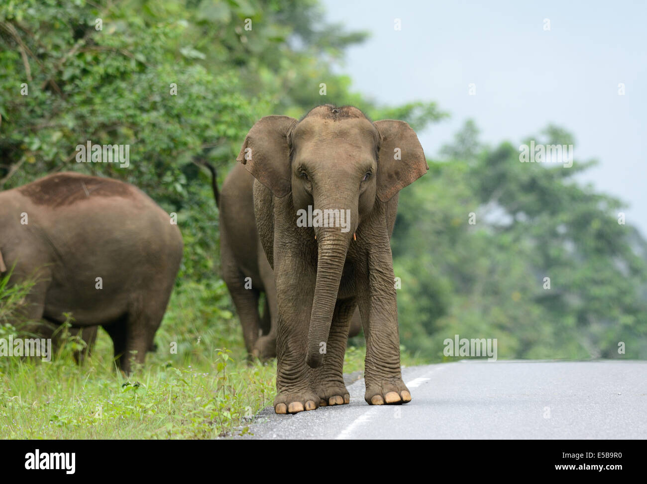 Bella famiglia di elefante asiatico (Elephas maximus) a Khao-Yai parco nazionale,Thailandia Foto Stock
