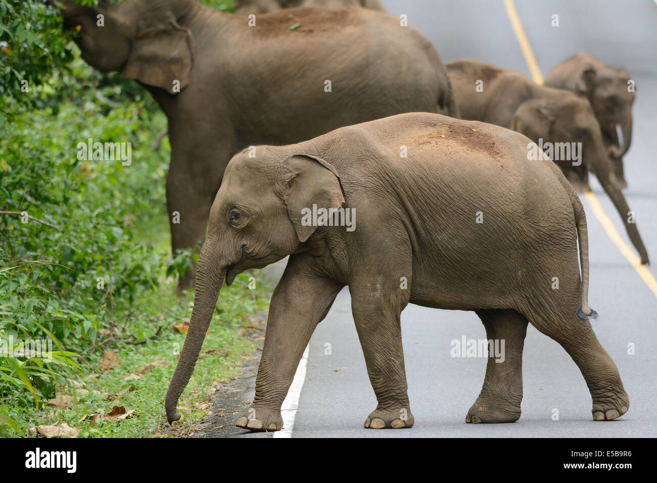 Bella famiglia di elefante asiatico (Elephas maximus) a Khao-Yai parco nazionale,Thailandia Foto Stock