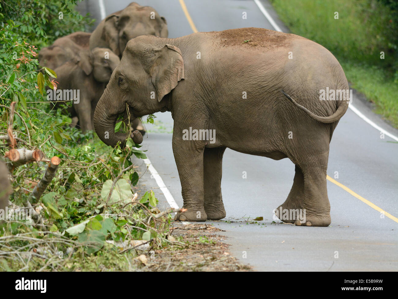 Bella famiglia di elefante asiatico (Elephas maximus) a Khao-Yai parco nazionale,Thailandia Foto Stock