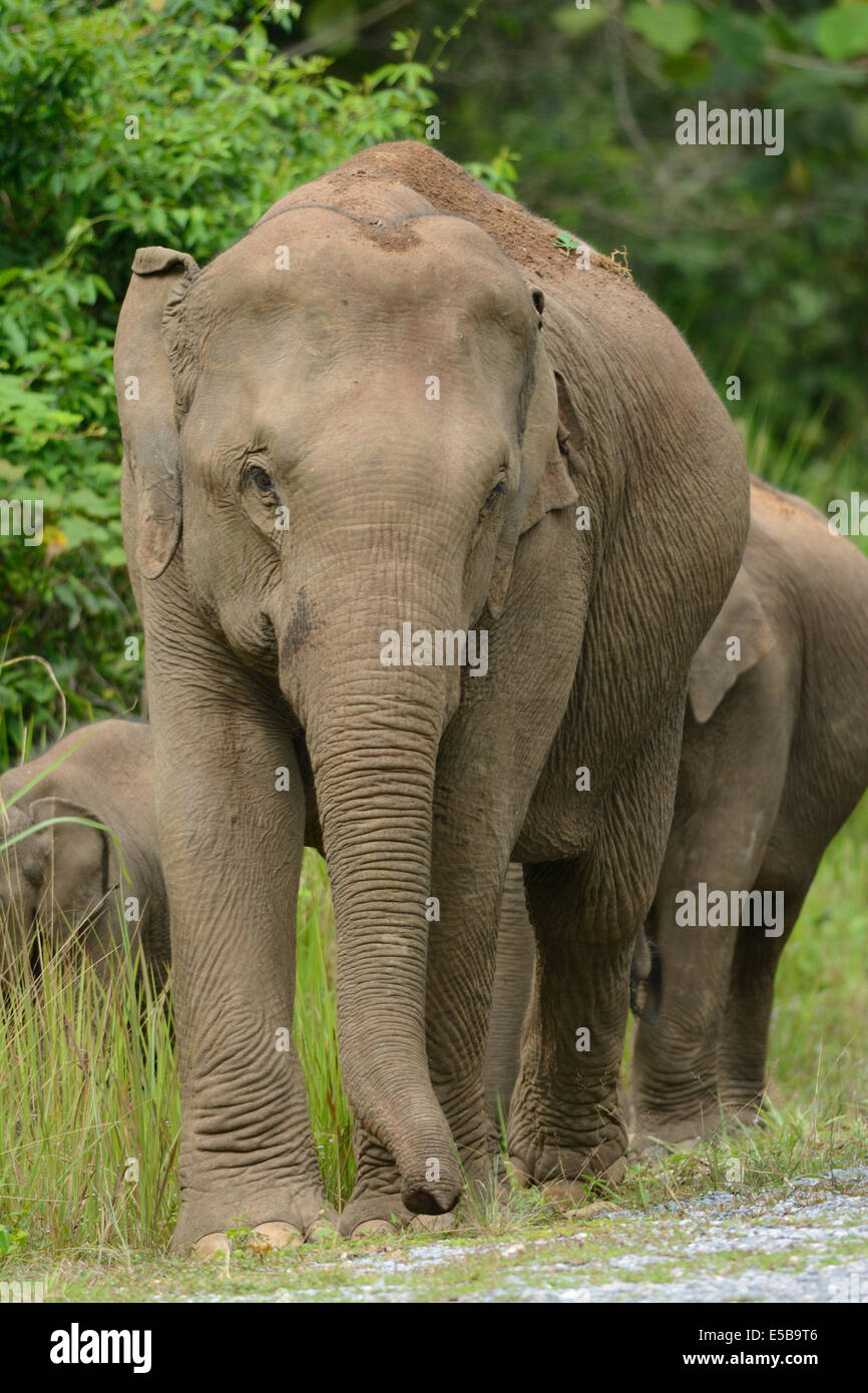 Bella famiglia di elefante asiatico (Elephas maximus) a Khao-Yai parco nazionale,Thailandia Foto Stock