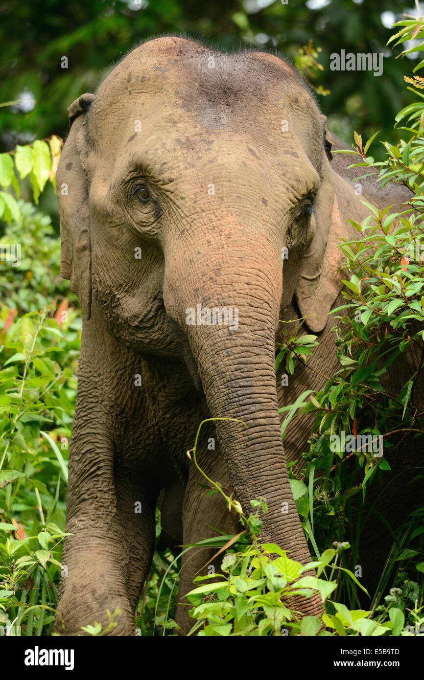Bellissima femmina Elefante asiatico (Elephas maximus) a Khao-Yai parco nazionale,Thailandia Foto Stock