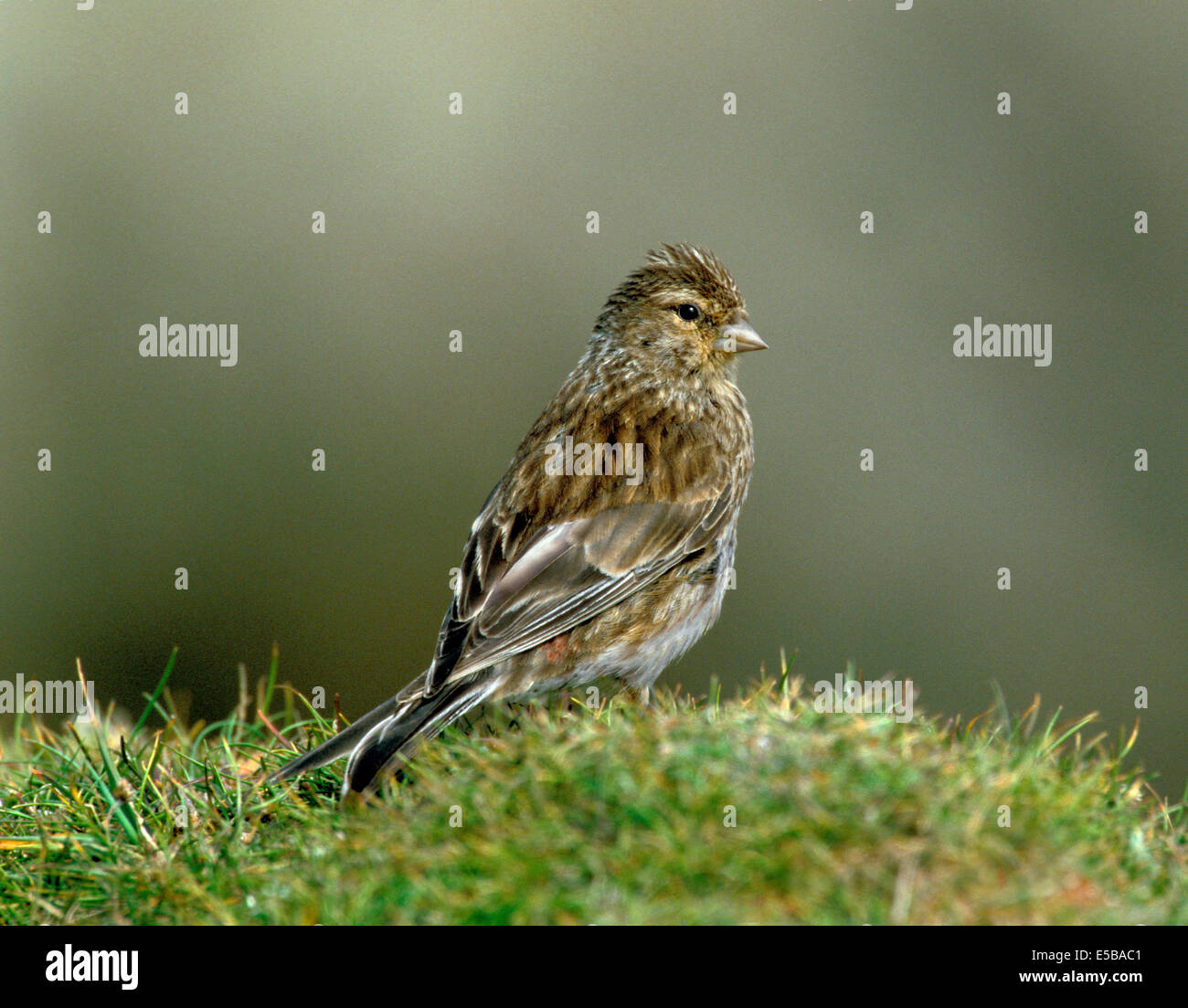 Twite Carduelis flavirostris Foto Stock