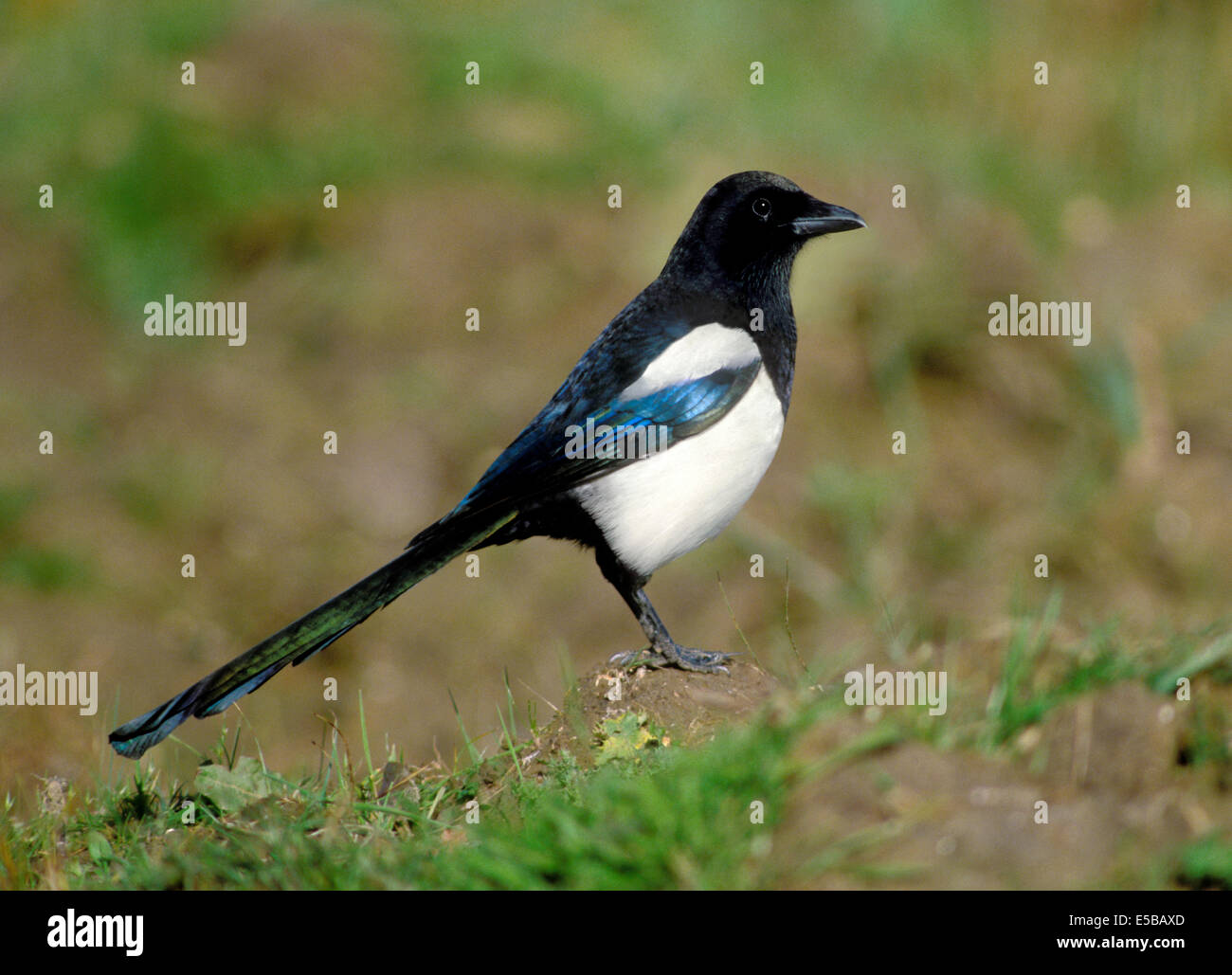 Gazza Pica pica Foto Stock