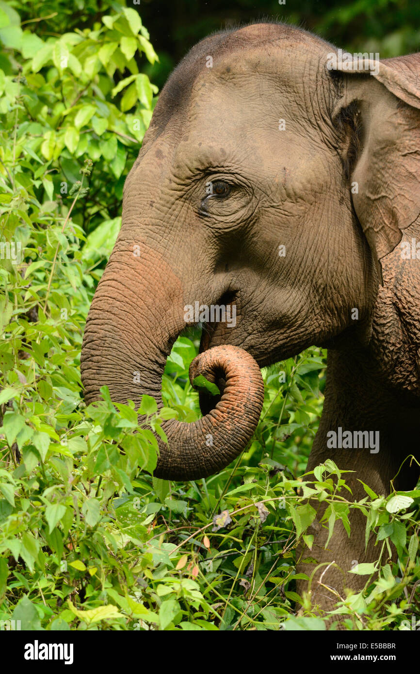 Bellissima femmina Elefante asiatico (Elephas maximus) a Khao-Yai parco nazionale,Thailandia Foto Stock