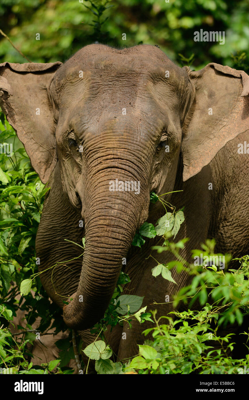 Bellissima femmina Elefante asiatico (Elephas maximus) a Khao-Yai parco nazionale,Thailandia Foto Stock