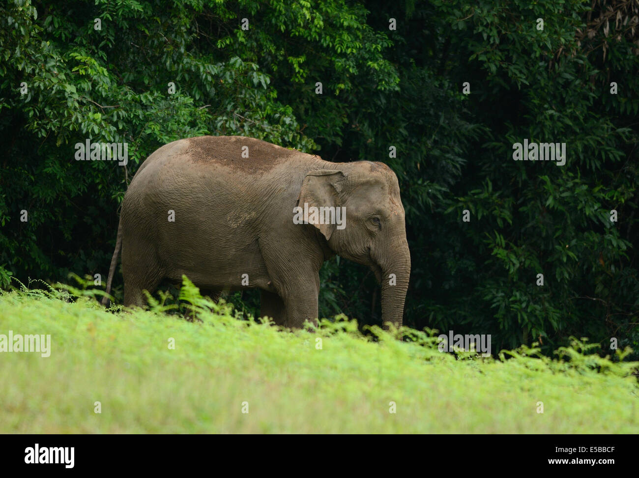 Bellissima femmina Elefante asiatico (Elephas maximus) a Khao-Yai parco nazionale,Thailandia Foto Stock