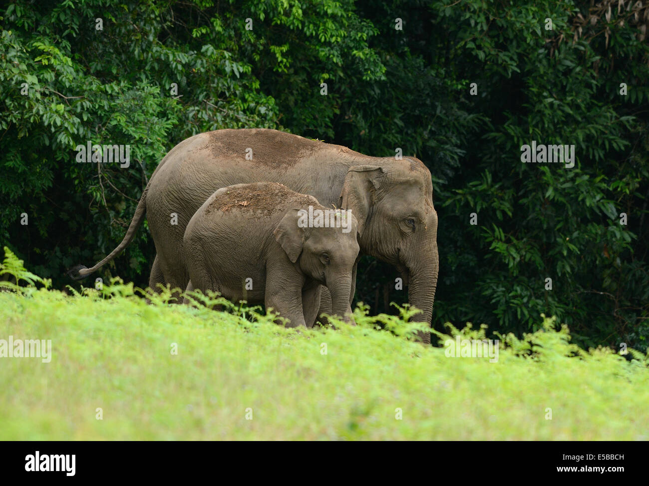 Bella famiglia di elefante asiatico (Elephas maximus) a Khao-Yai parco nazionale,Thailandia Foto Stock