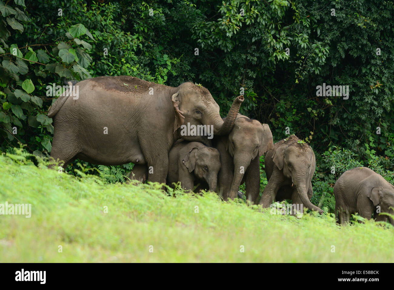 Bella famiglia di elefante asiatico (Elephas maximus) a Khao-Yai parco nazionale,Thailandia Foto Stock