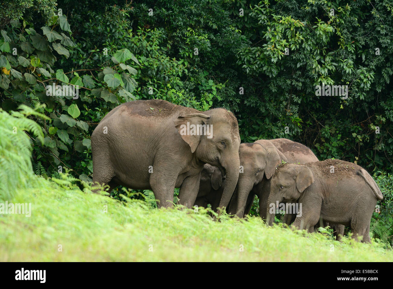 Bella famiglia di elefante asiatico (Elephas maximus) a Khao-Yai parco nazionale,Thailandia Foto Stock