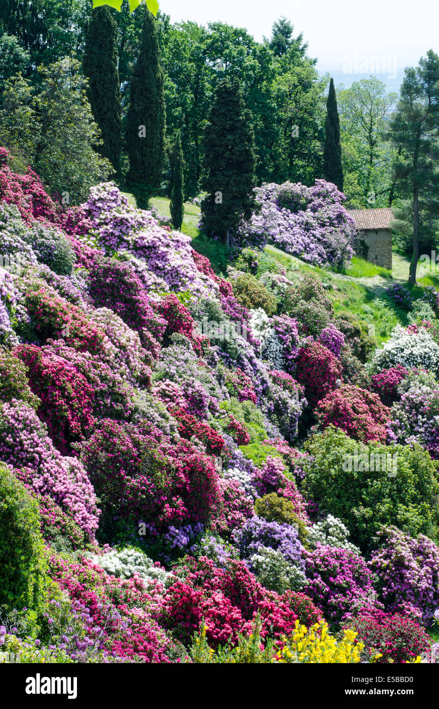 Colorato giardino azalea in italia Foto Stock