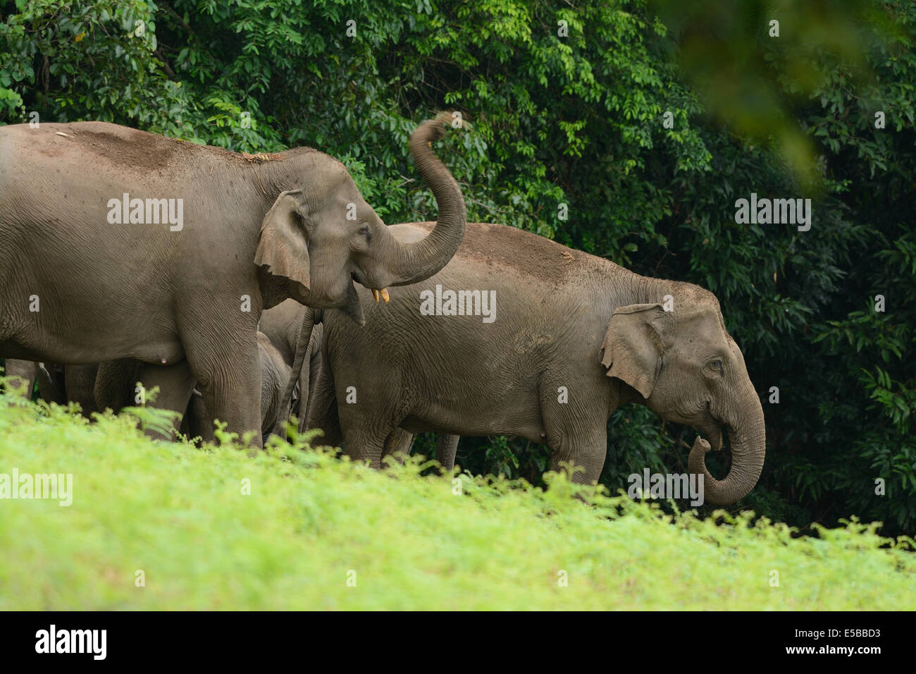 Bella famiglia di elefante asiatico (Elephas maximus) a Khao-Yai parco nazionale,Thailandia Foto Stock