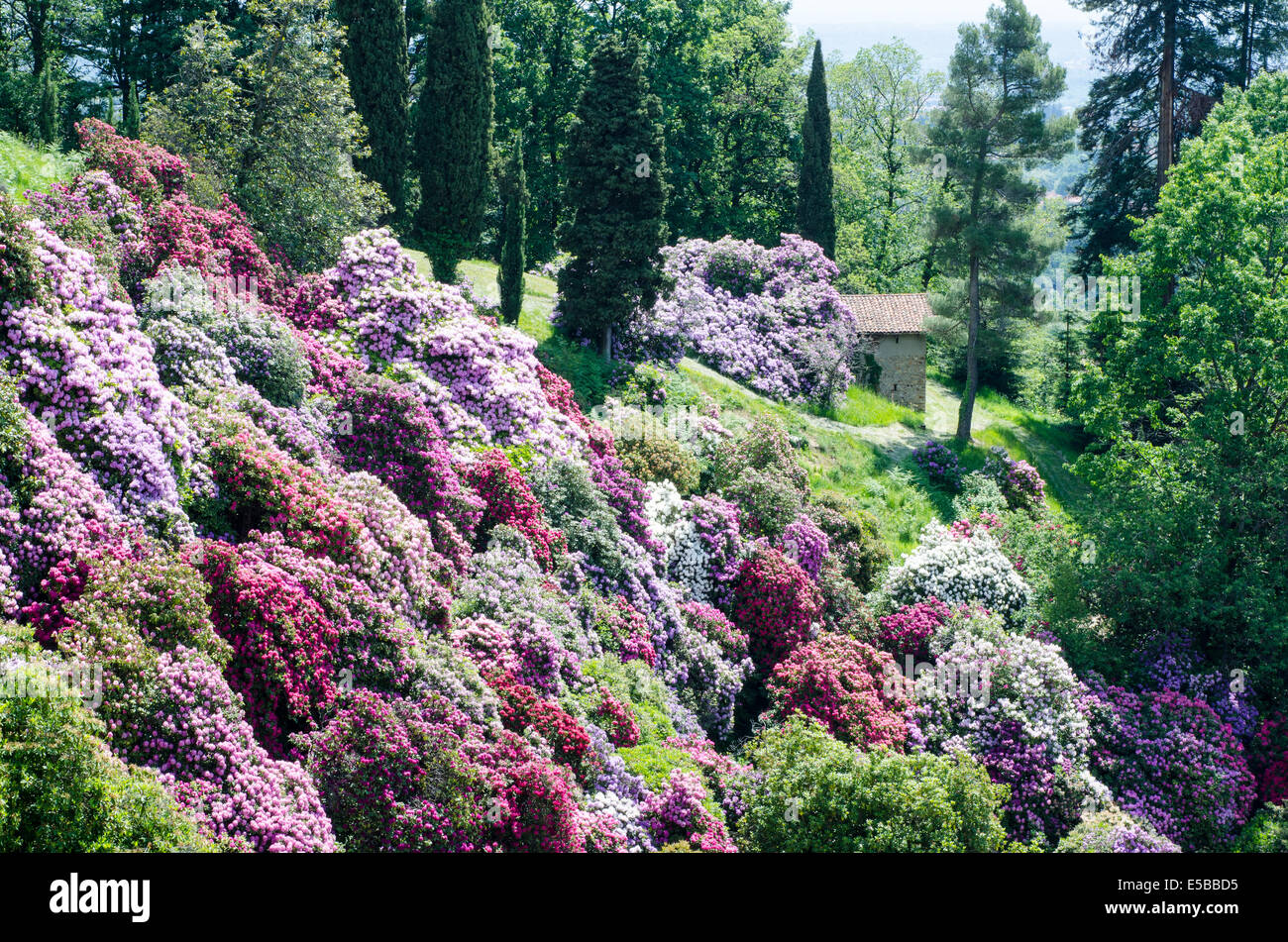 Colorato giardino azalea in italia Foto Stock