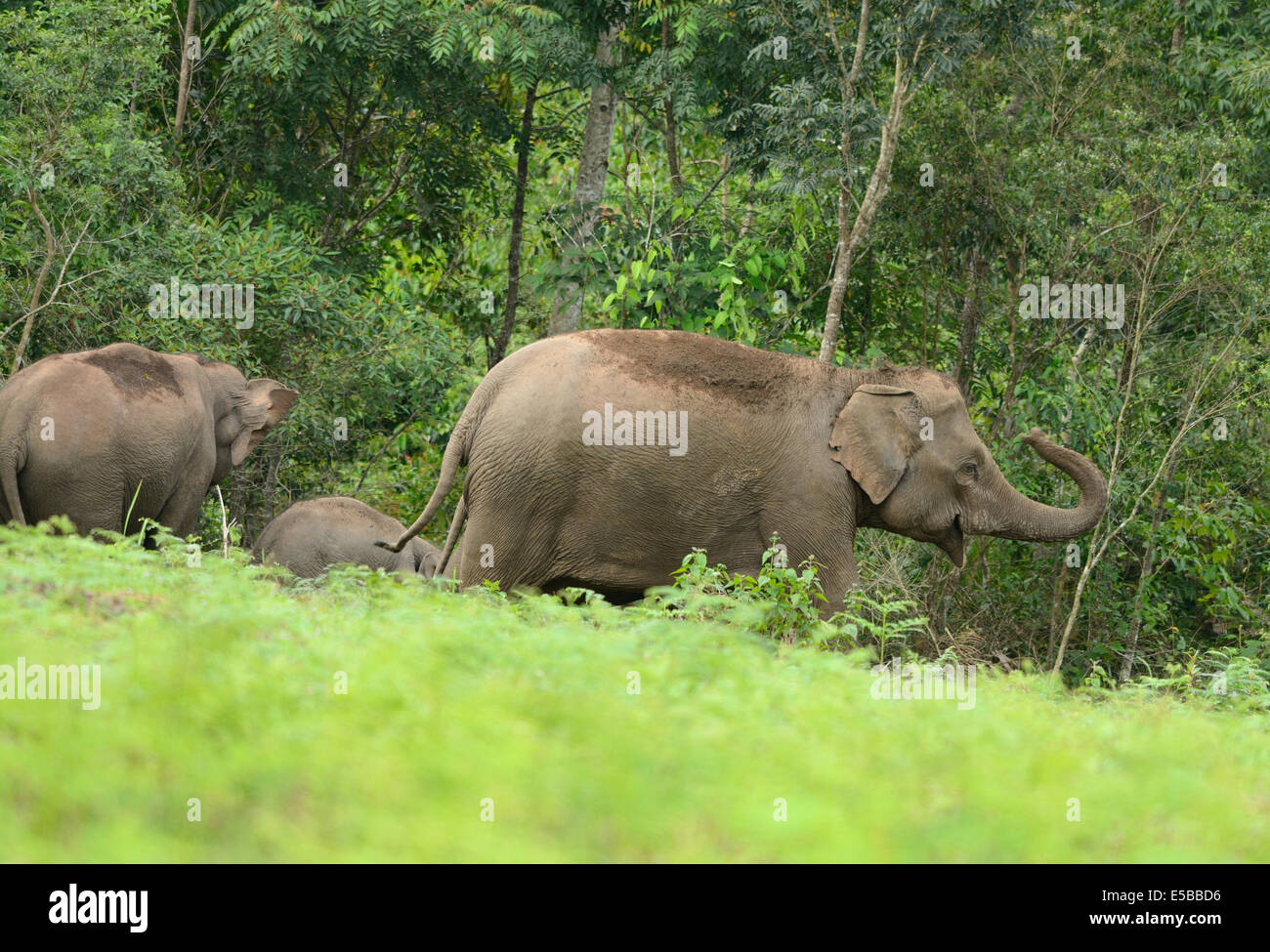 Bella famiglia di elefante asiatico (Elephas maximus) a Khao-Yai parco nazionale,Thailandia Foto Stock