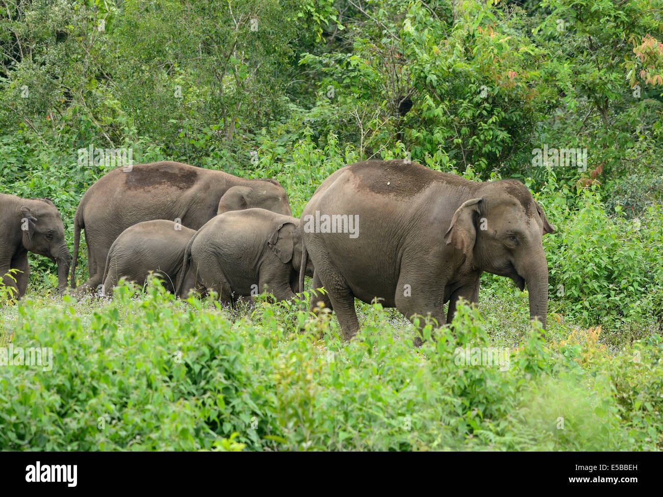 Bella famiglia di elefante asiatico (Elephas maximus) a Khao-Yai parco nazionale,Thailandia Foto Stock