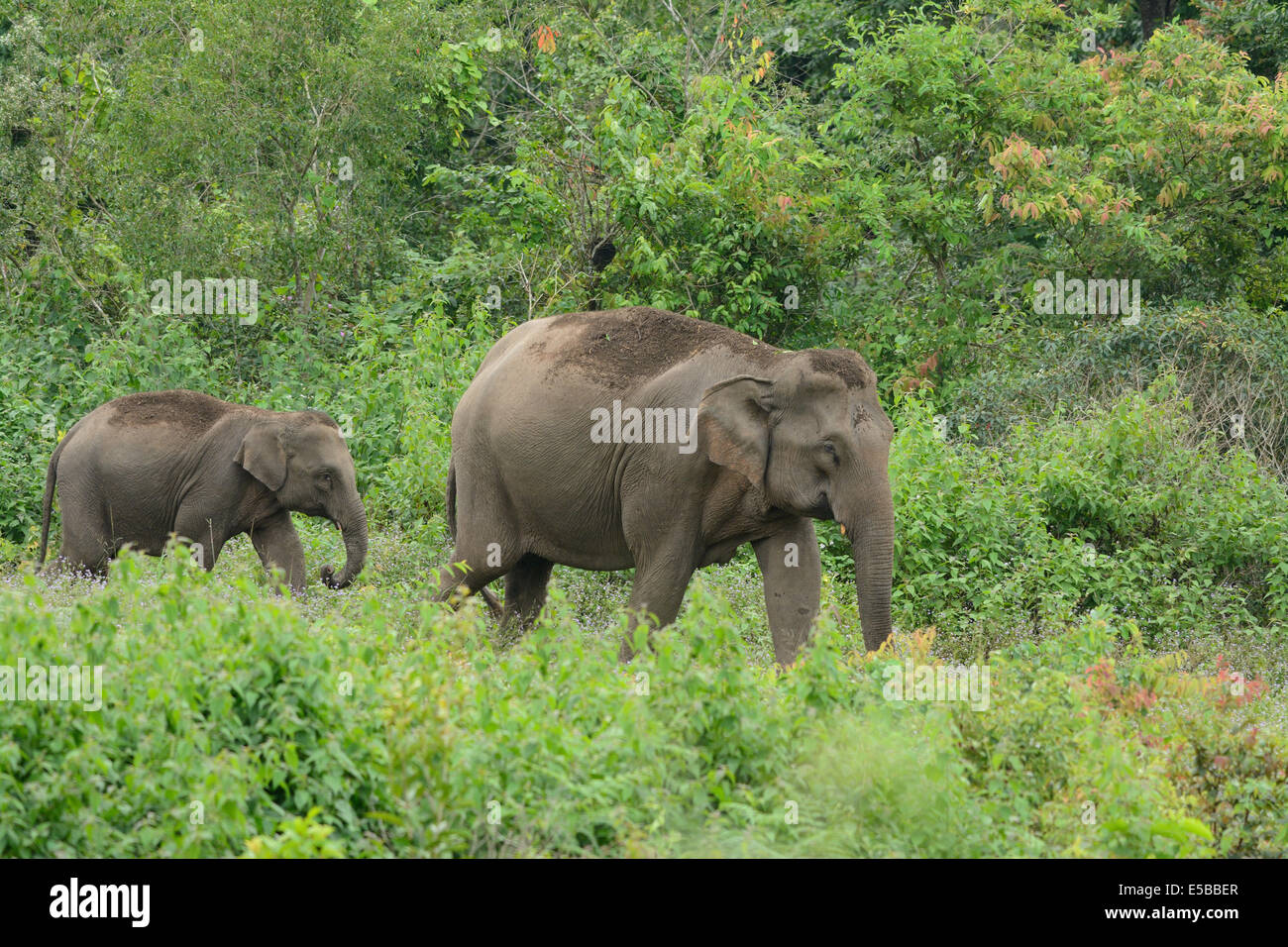 Bella famiglia di elefante asiatico (Elephas maximus) a Khao-Yai parco nazionale,Thailandia Foto Stock