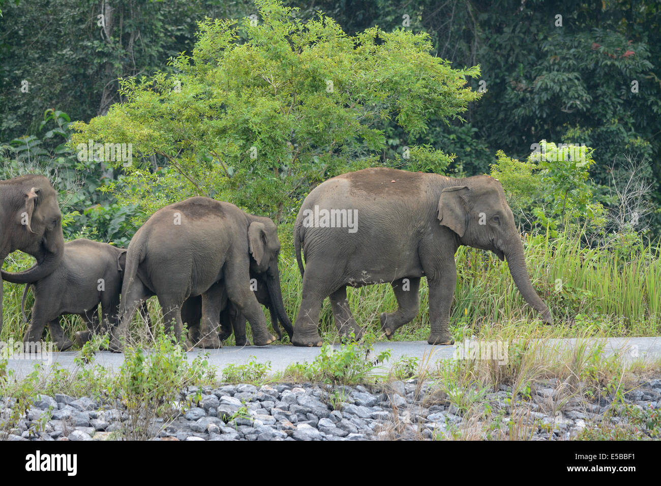 Bella famiglia di elefante asiatico (Elephas maximus) a Khao-Yai parco nazionale,Thailandia Foto Stock