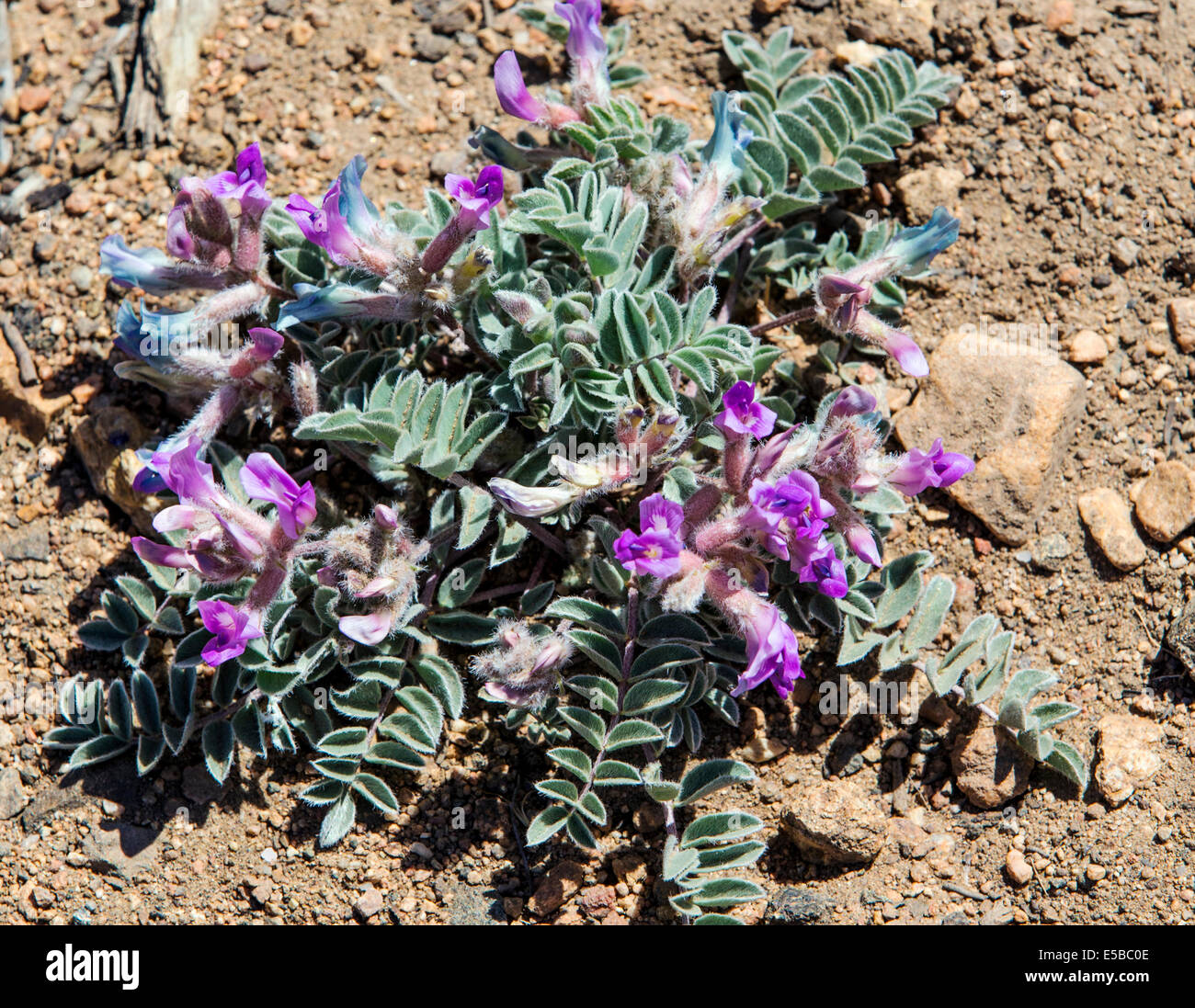 Astragalo shortianus, 'Short Milkvetch dell' o 'Early viola Milkvetch' fioriti in Bloom, Central Colorado, STATI UNITI D'AMERICA Foto Stock