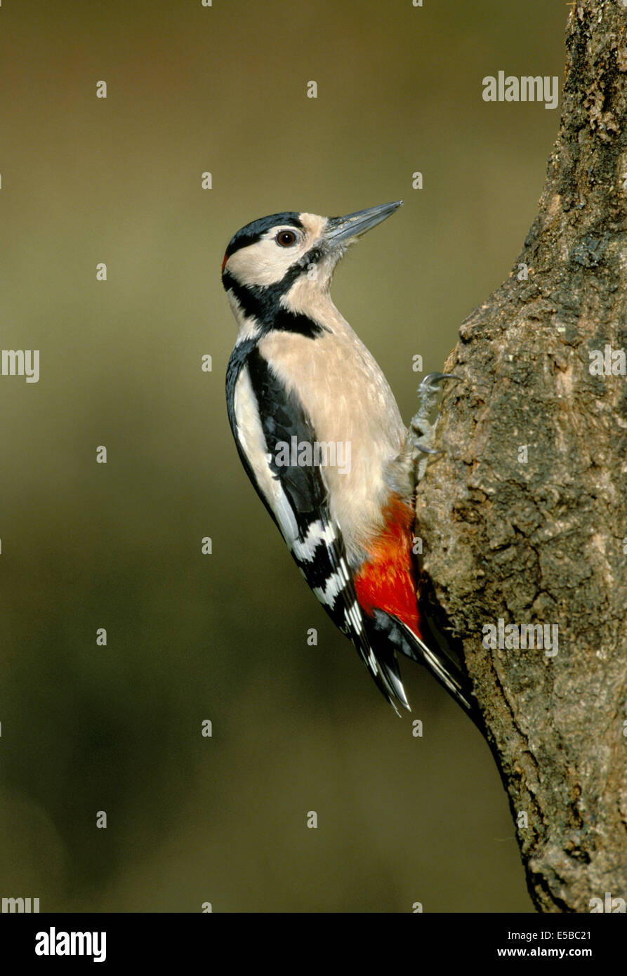 Picchio rosso maggiore Dendrocopus major Foto Stock