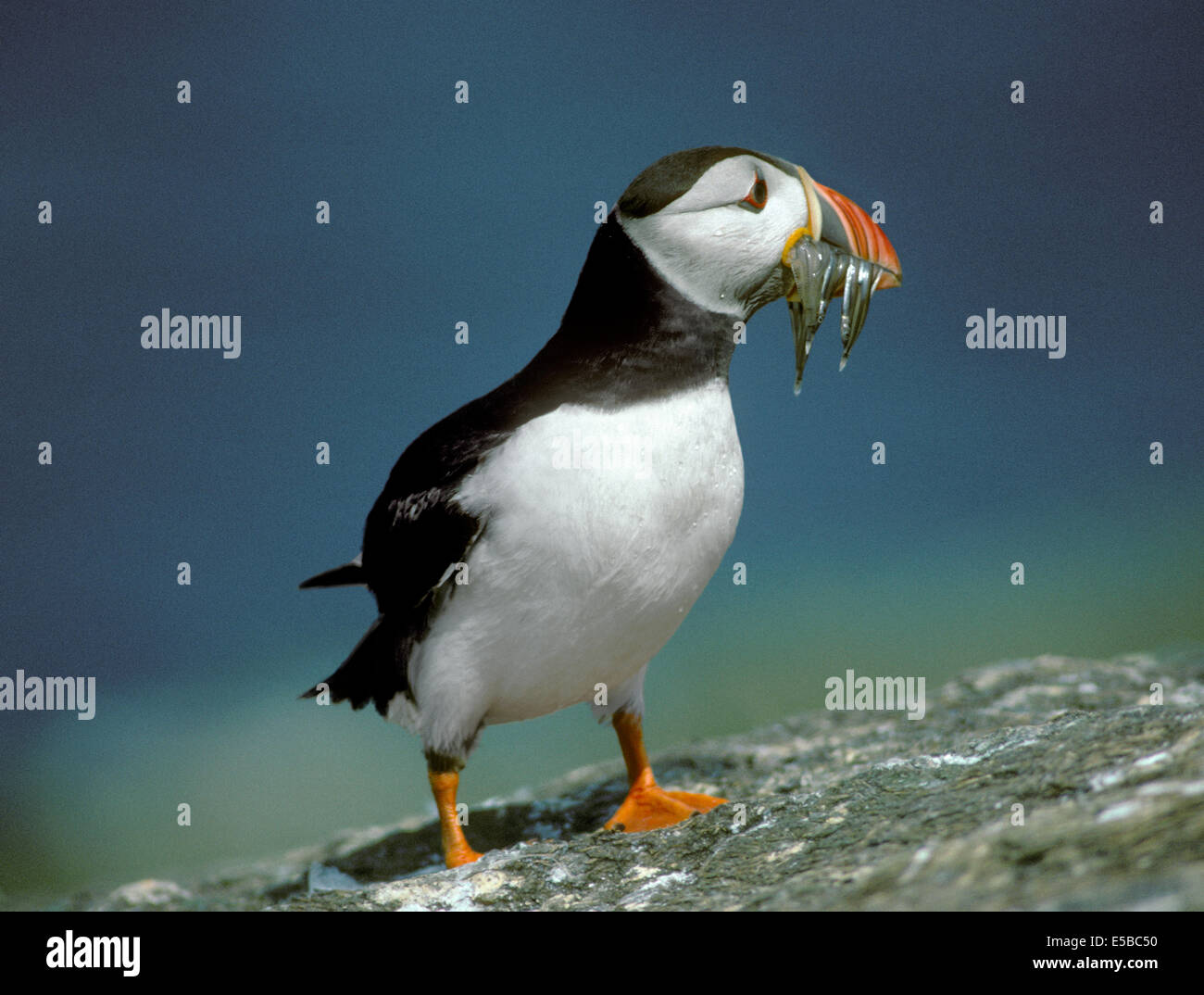 Puffin Fratercula arctica Foto Stock