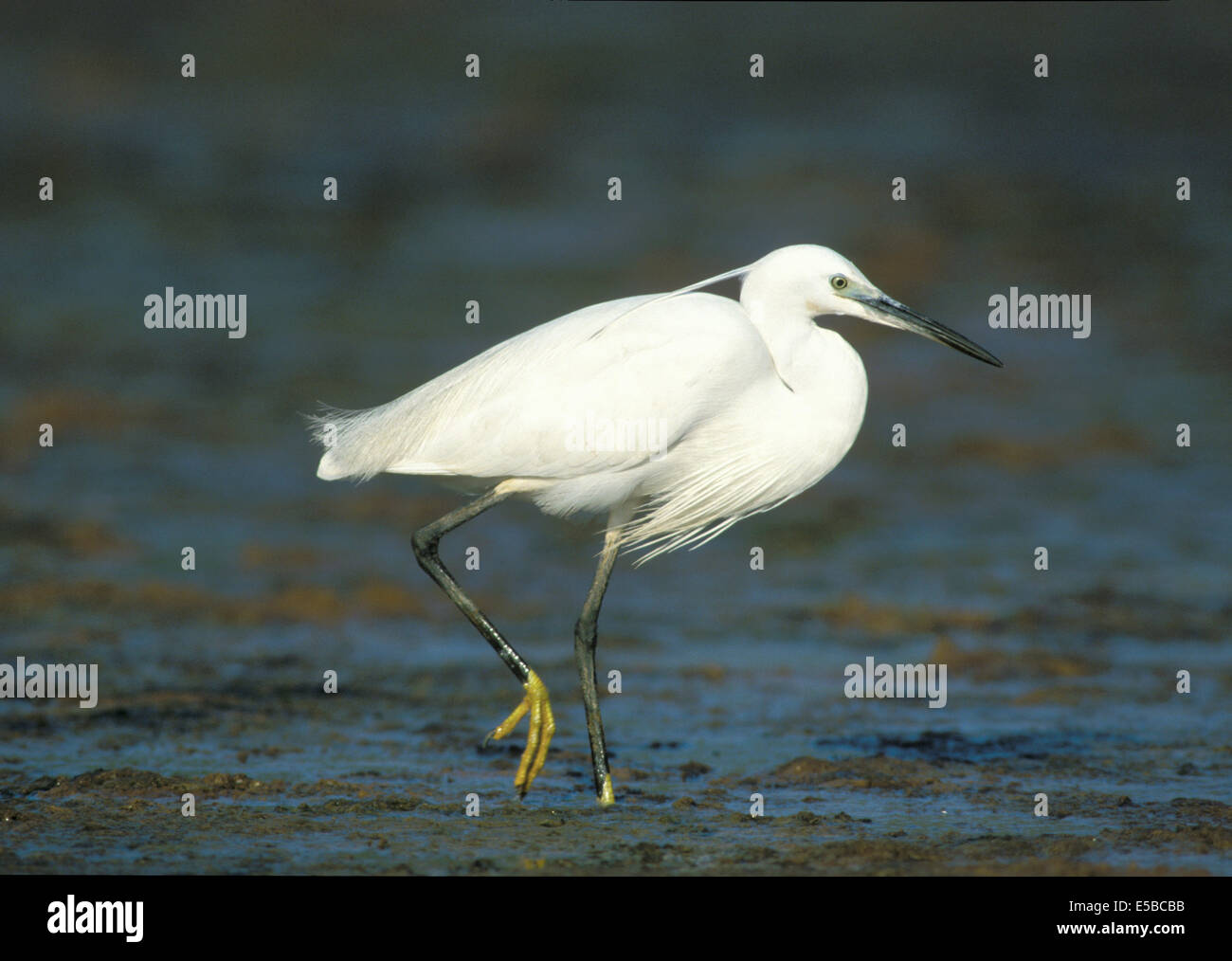 Garzetta Egretta garzetta Foto Stock